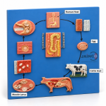 Life Cycle of Taenia Saginata Model